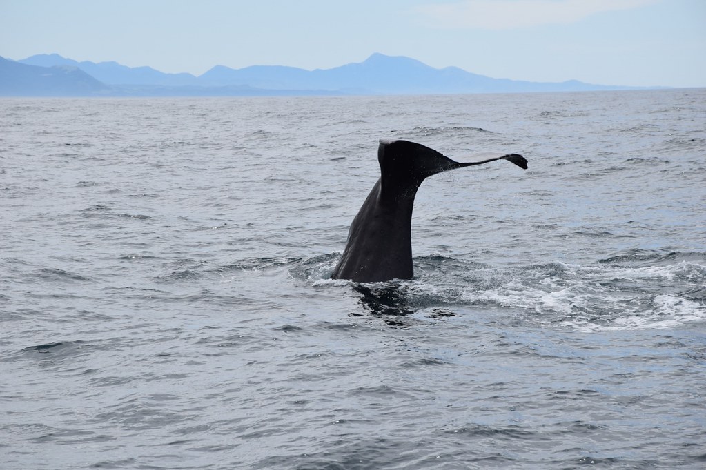 凯库拉观鲸-鲸鱼潜入倒八字2 (1280x853)