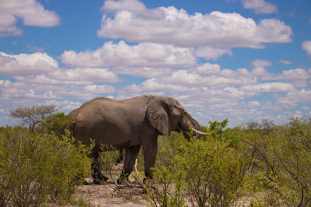 Elephants at the airstrip