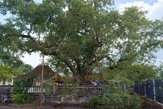 Bodhi Tree at Gadaladeniya Rajamaha Viharaya