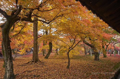 【写真】2014 紅葉 : 東福寺/2019-10-18/IMGP7515