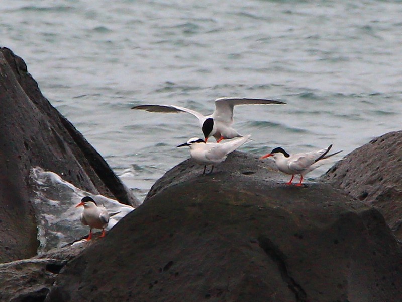 IMG_3330 紅燕鷗與蒼燕鷗 Roseate Terns and Black-naped Tern