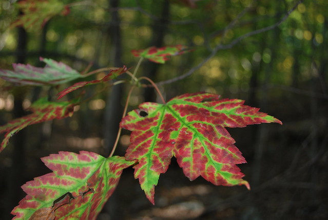 Red maple leaf beginning to change colors