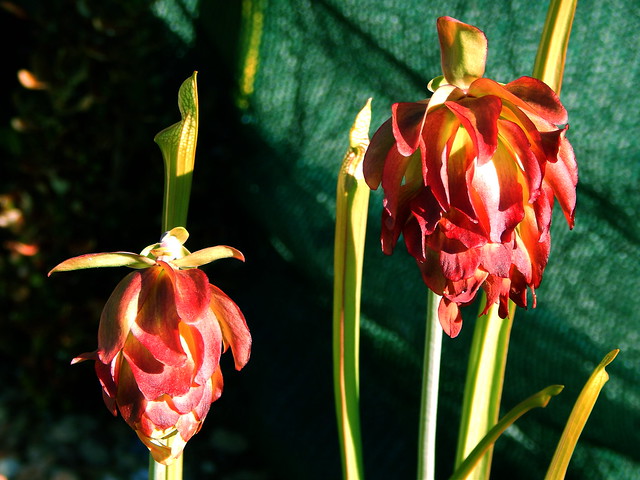 Sarracenia leucophylla "Tarnok", flower