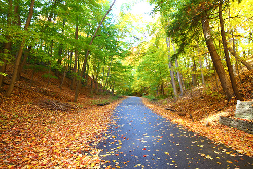 autumn green fall leaves yellow fallen forestoctober roadcharlessauriolconservationarea
