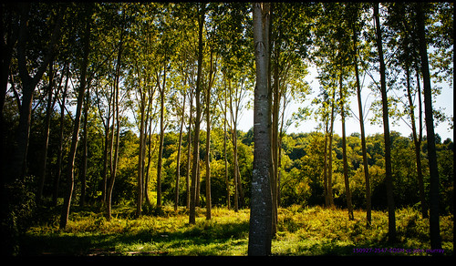 trees france woods eurotrip 2015