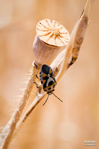 españa naturaleza macro fauna verano macho insecto castillalamancha humedal parquenatural lagunasderuidera invertebrado ossademontiel chinchedelascrucíferas eurydemaornatalinnaeus1758