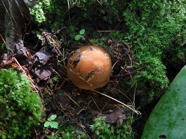 mushroom Linville Gorge