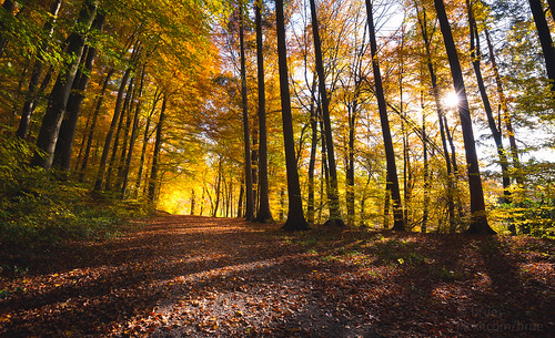 autumn sun green yellow forest schweiz switzerland outdoor laub herbst svizzera wald
