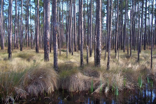 trees nature pine louisiana wetlands marsh sttammanyparish ilobsterit