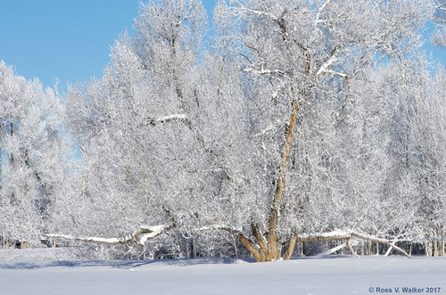 frost hoar hoarfrost cottonwood tree dingle idaho winter snow cold