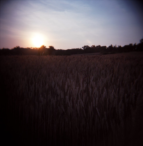 sunset field grain