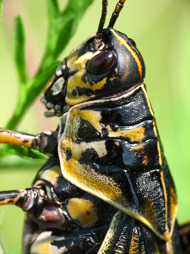 bug mississippi insect armor grasshopper starkville noxubeerefuge hopper refuge noxubee dcr250 raynox rogersmith noxubeenationalwildliferefuge