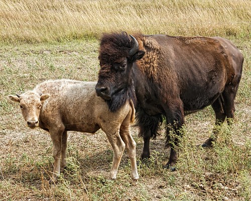 nature buffalo calf americanbison whitebuffalo americanbuffalo
