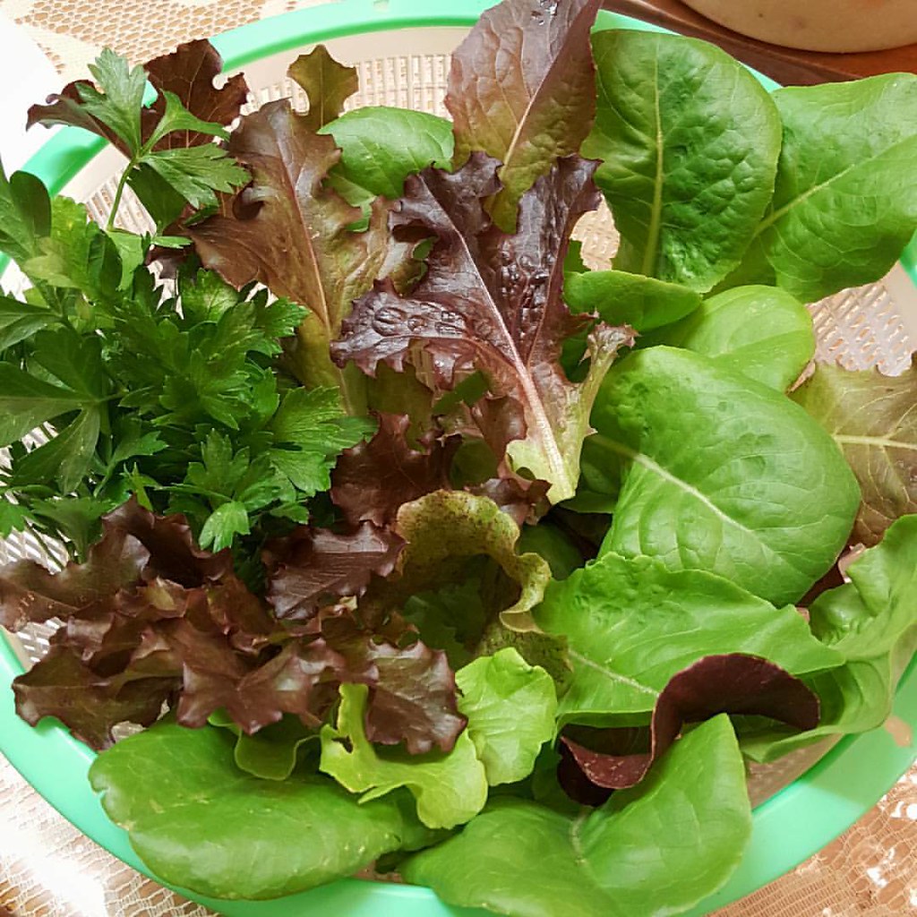 Today's harvest: Various Lettuce and Parsley for a Lettuce/Parsley Salad.