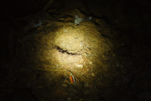 gold mine bc nest rats hedley