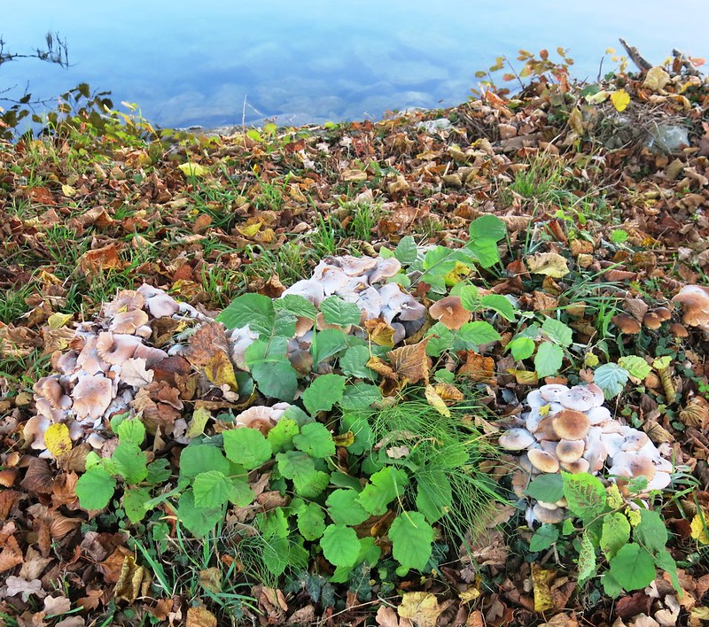 Mushrooms