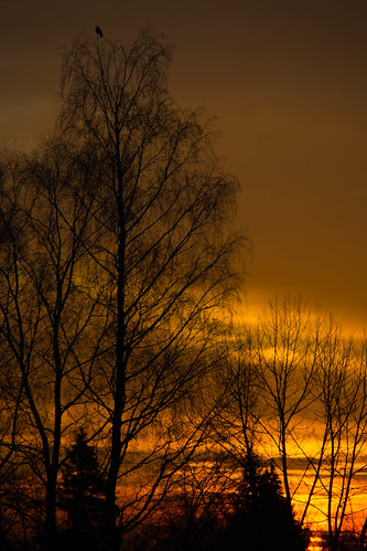orange jaune soleil ciel oiseau lever matin abres aube fontenelle