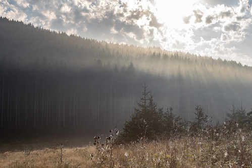 sun tree fog ngc paysage landscape brume paysages 7dmarkii tenneville wallonie belgique be