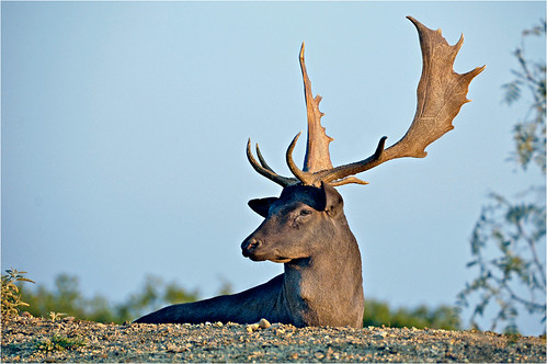 newcastle deer antlers fallowdeer buck fallow d40 nikond40