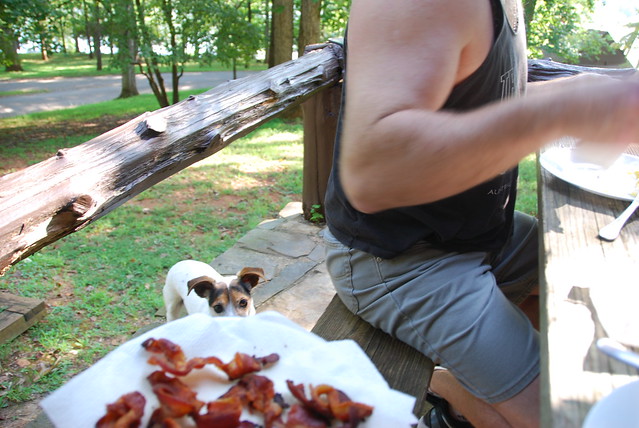 Can a girl get some love around here? Are you going to eat all that bacon by yourself? Junie B at Cabin 3 Fairy Stone State Park, Virginia