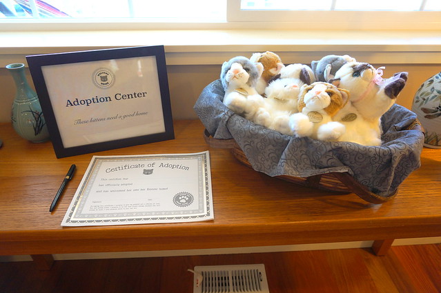 kitty adoption center