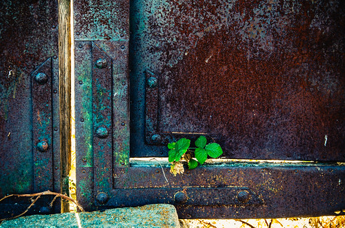 door españa plant verde green planta metal spain puerta nikon village rustic pueblo vegetable salamanca vegetal 18105 rústico barceo d7000