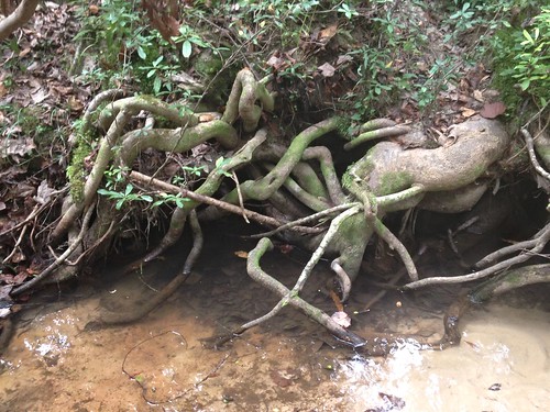 mississippi bayoulaterre roots