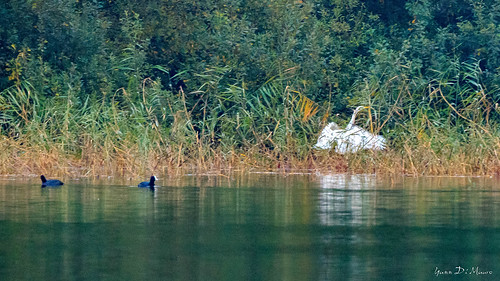france grande eau champagne lac du animaux der oiseau haute marne hautemarne lacduder migrateur aigrette ornithologie grandeaigrette