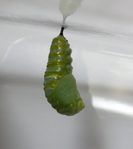 newly formed chrysalis that is still bumpy, not smooth