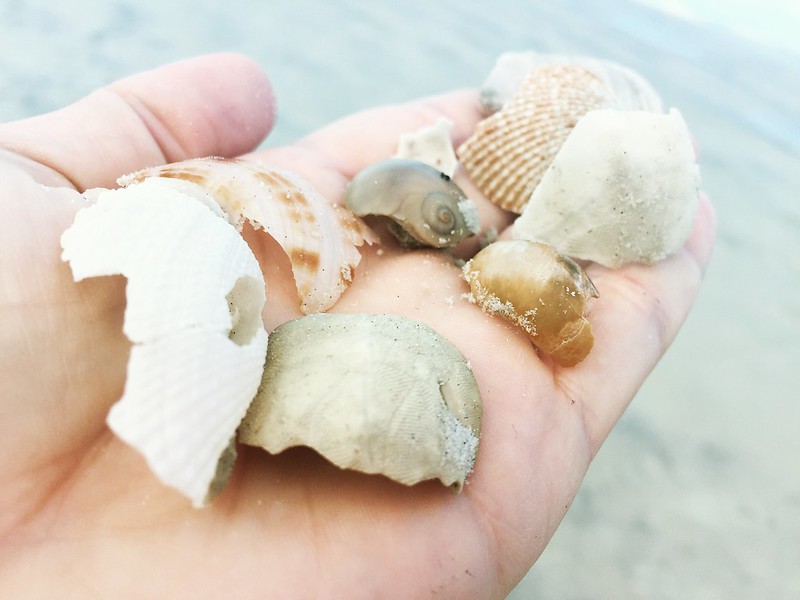 Collecting seashells on New Smyrna Beach in Florida #lovedaytonabeach
