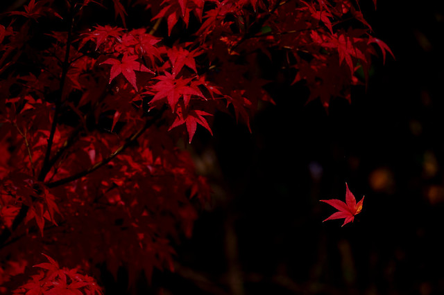 晩秋の深紅　Crimson