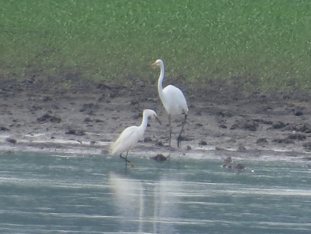 Snowy Egret and Great Egret on Tator Rd in Grand Tower, Jackson County, IL