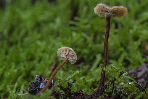 mushroom deutschland fungus pilz niedersachsen schneverdingen ohrlöffelstacheling auriscalpiumvulgare reinsehlen