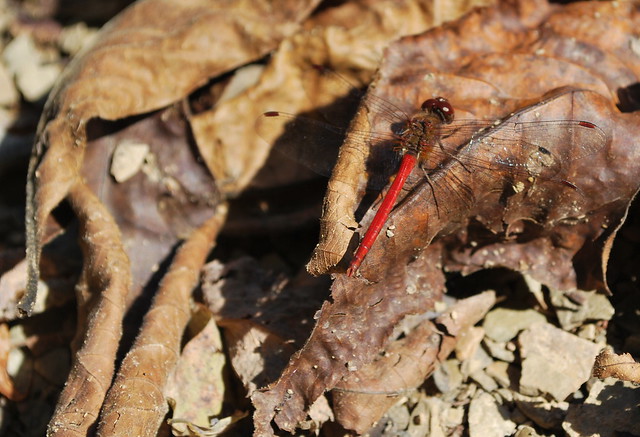 Autumn meadowhawk dragonfly at Douthat State Park, Virginia