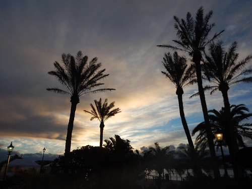 Palm trees and cloudy skies as the sun rises.