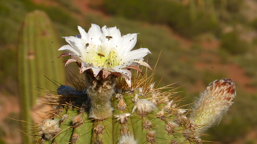 cardón cactus flor insecto