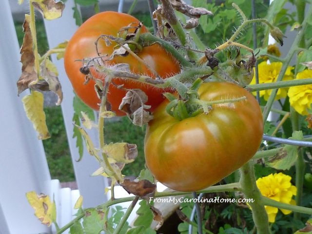 Late August Garden - tomatoes