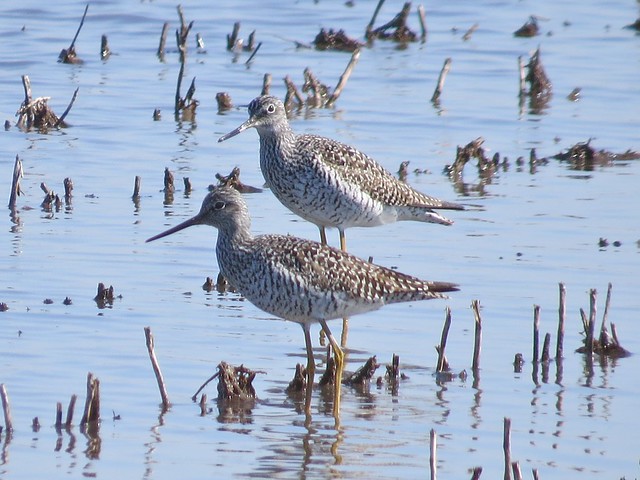 Greater Yellowlegs in McLean County, IL 01