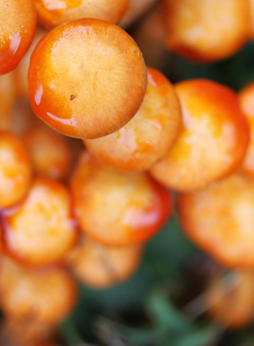 mushroom fungi fungus glistening lincolnsnewsalem petersburgillinois