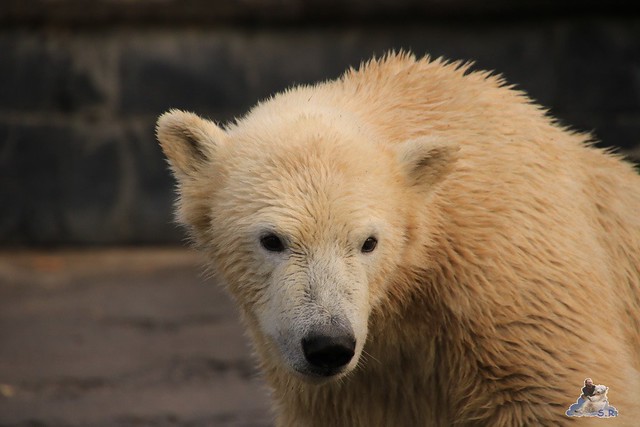 Eisbär Fiete im Zoo Rostock 31.10.2015 Teil 2  0236