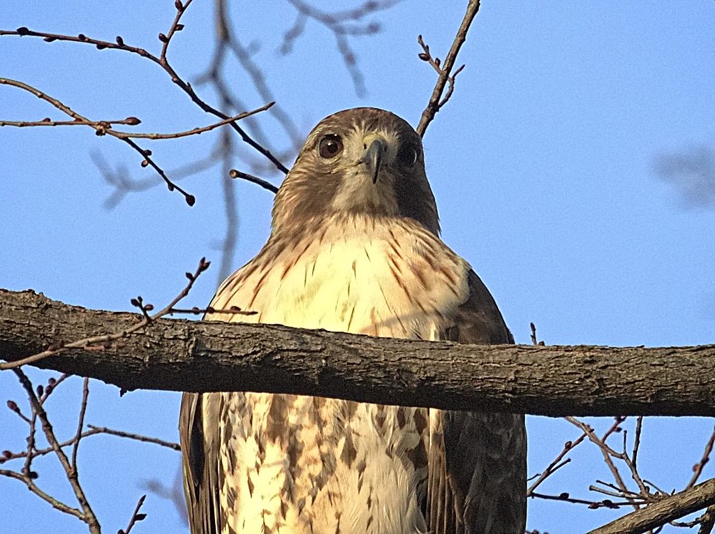 Christo the red-tailed hawk