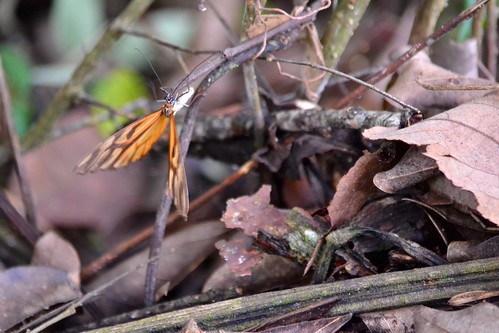 naturaleza nature butterfly hojas photography photo foto camilo mariposa andrés fotografía cundinamarca suárez pandi kamian