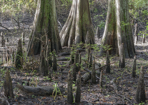 wet nikon texas houston swamp cypress houstontexas cypresstree bayous baldcypress cypressknees d800e