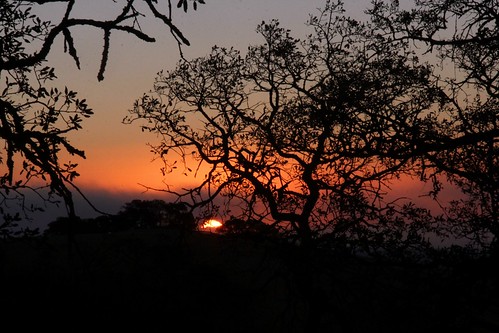 northerncalifornia sunrise dawn sunup oaktrees fairfieldca solanocounty oakridgetrail serpasranchopenspace