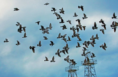 birds flock gregrobinson