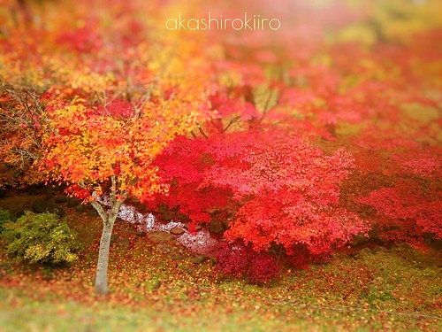 autumn leaves japan maple japanesemaple aomori hachinohe 紅葉 秋 青森 モミジ 八戸 xperia