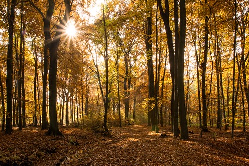 wood autumn sun sunlight forest germany deutschland nikon herbst tamron sonne wald saxonyanhalt sachsenanhalt 1750mm d7200
