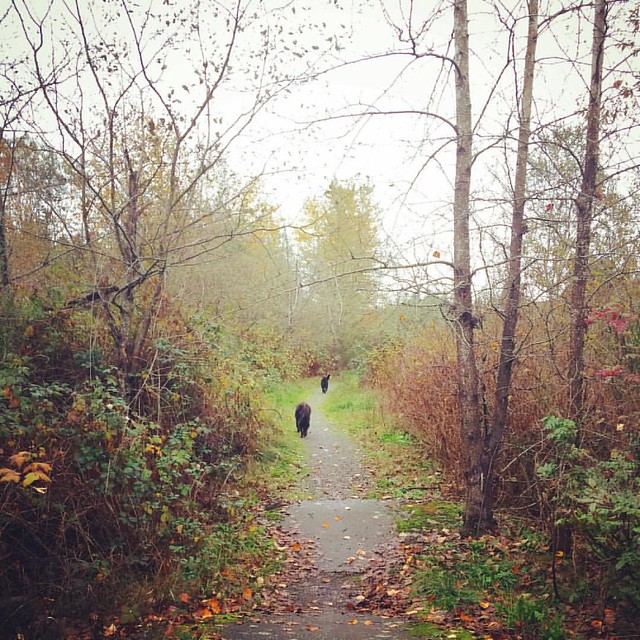 Dogs in the mist 🍂