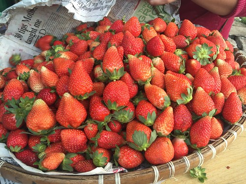 strawberry farm baguio 048