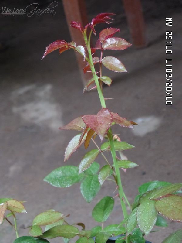 Thân hồng Hot Chocolate Rose có rất nhiều gai dài và nhọn